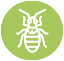 648cdc24cb7e6c2c3aef8a6c_bed-bugs-icon