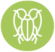 648cdc25ec743a4483e7f0a9_cockroach-icon